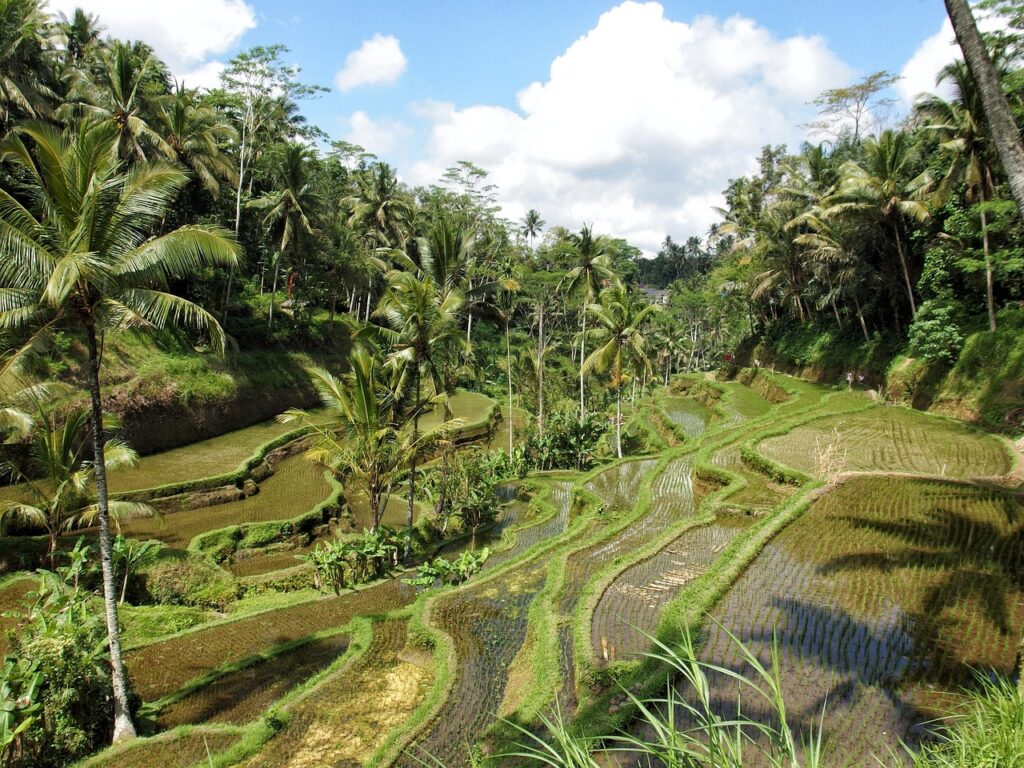 Ubud Weather Guide: Best Time to Experience Bali’s Cultural Heart
